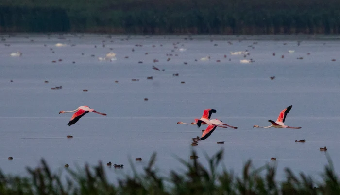 Păsările flamingo sunt o apariţie extrem de rară pe teritoriul nostru