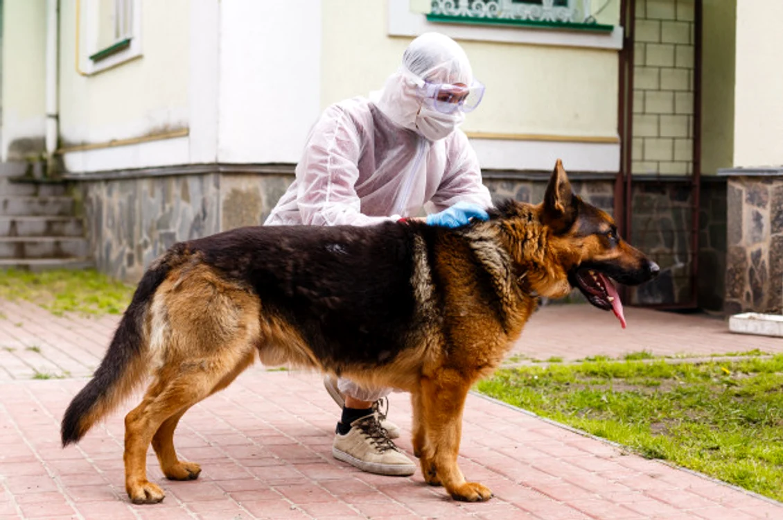 
    Buddy, primul câine din SUA diagnosticat cu COVID-19, a muritFoto: Shutterstock  
