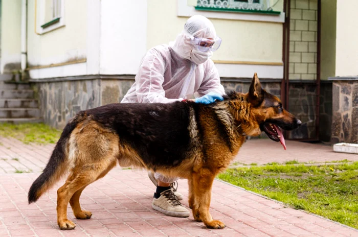 Buddy, primul câine din SUA diagnosticat cu COVID-19, a muritFoto: Shutterstock