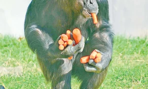 CLIIMA20121116 0036 1 jpeg