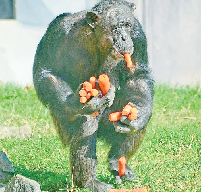 Affy deţine recordul la furat de morcovi: 15 dintr-o lovitură