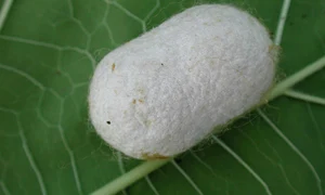 serapeptaza jpg