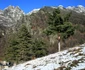Parcul Național Cozia și Mănăstirea Stănișoara din județul Vâlcea Foto Destinația anului jpg