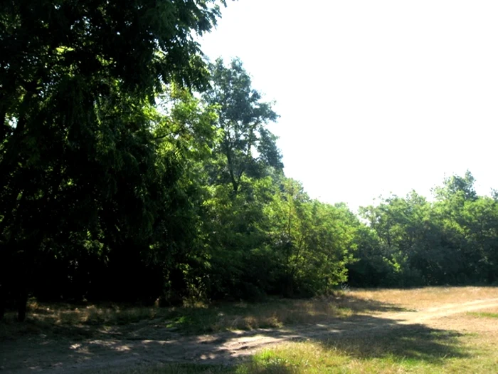 Pădurea verde