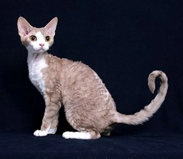 Pisica Devon Rex - caractertici ale mâţei cu părul creţfoto: 4animale.ro