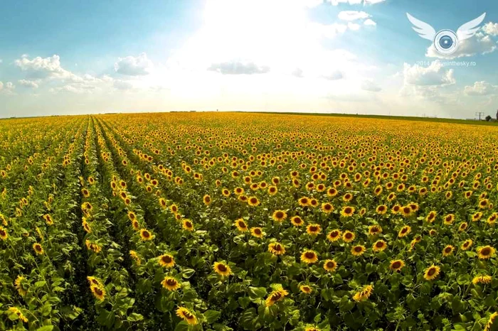 Agricultură făcută cu drona