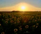 camp de floarea soarelui la apus foto ovidiu optik nature photographer jpg