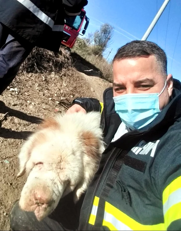 Câinele a scăpat nevătămat
