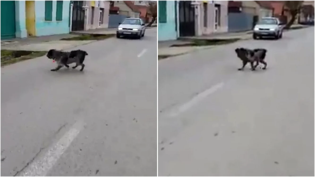 Câinele umbla ameţit cu seringa de la tranchilizant înfiptă în el