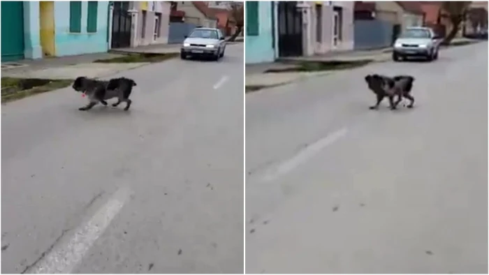 Câinele umbla ameţit cu seringa de la tranchilizant înfiptă în el