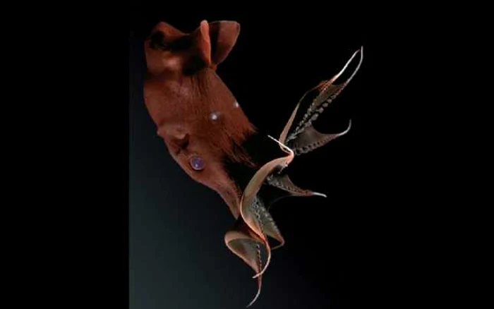 Vampyroteuthis sau calmarul-vampir 