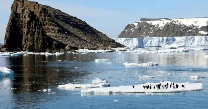 Pinguini Adelie AFP PHOTO / MICHAEL POLITO/LOUISIANA STATE UNIVERSITY