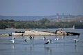 Nave naziste in Dunare scoase la suprafata din cauza secetei  FOTO AFP (3) jpg