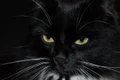 cat 5191593 1280 jpg