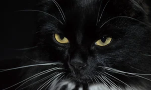 cat 5191593 1280 jpg