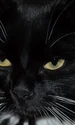 cat 5191593 1280 jpg