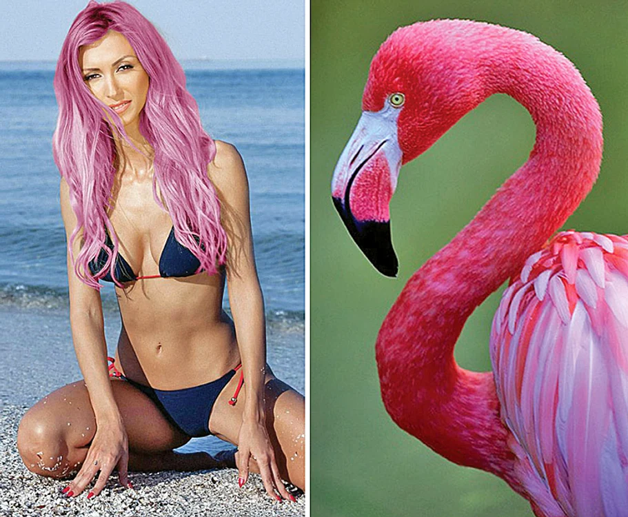 Flamingo