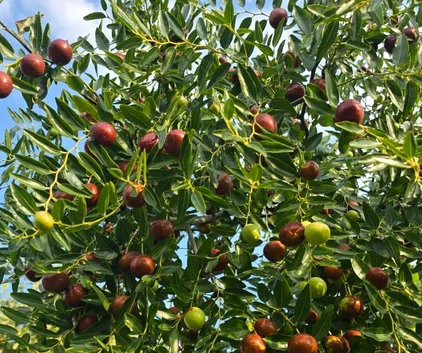 Jujuba, fructul cunoscut drept „măslin dobrogean”