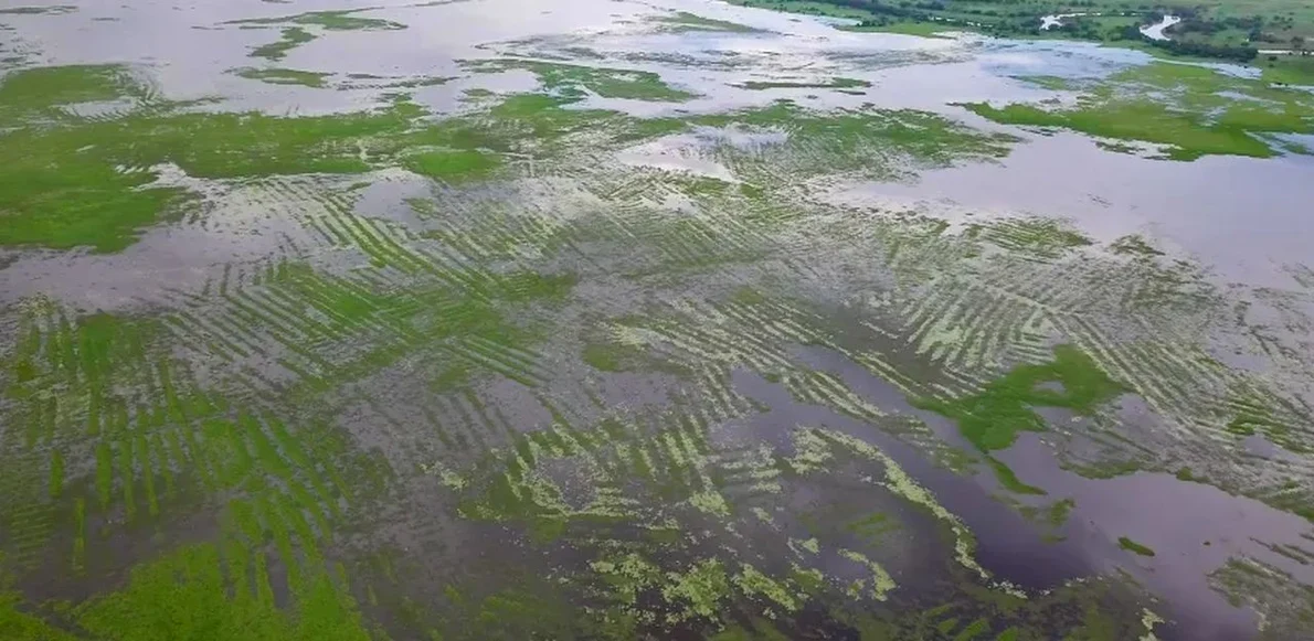 Canalele și terenurile agricole din La Mojana, în timpul sezonului umed (© University of Cambridge)
