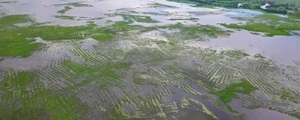 Canalele și terenurile agricole din La Mojana, în timpul sezonului umed (© University of Cambridge)