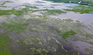 Canalele și terenurile agricole din La Mojana, în timpul sezonului umed (© University of Cambridge)