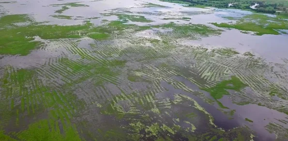 Canalele și terenurile agricole din La Mojana, în timpul sezonului umed (© University of Cambridge)