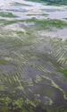 Canalele și terenurile agricole din La Mojana, în timpul sezonului umed (© University of Cambridge)