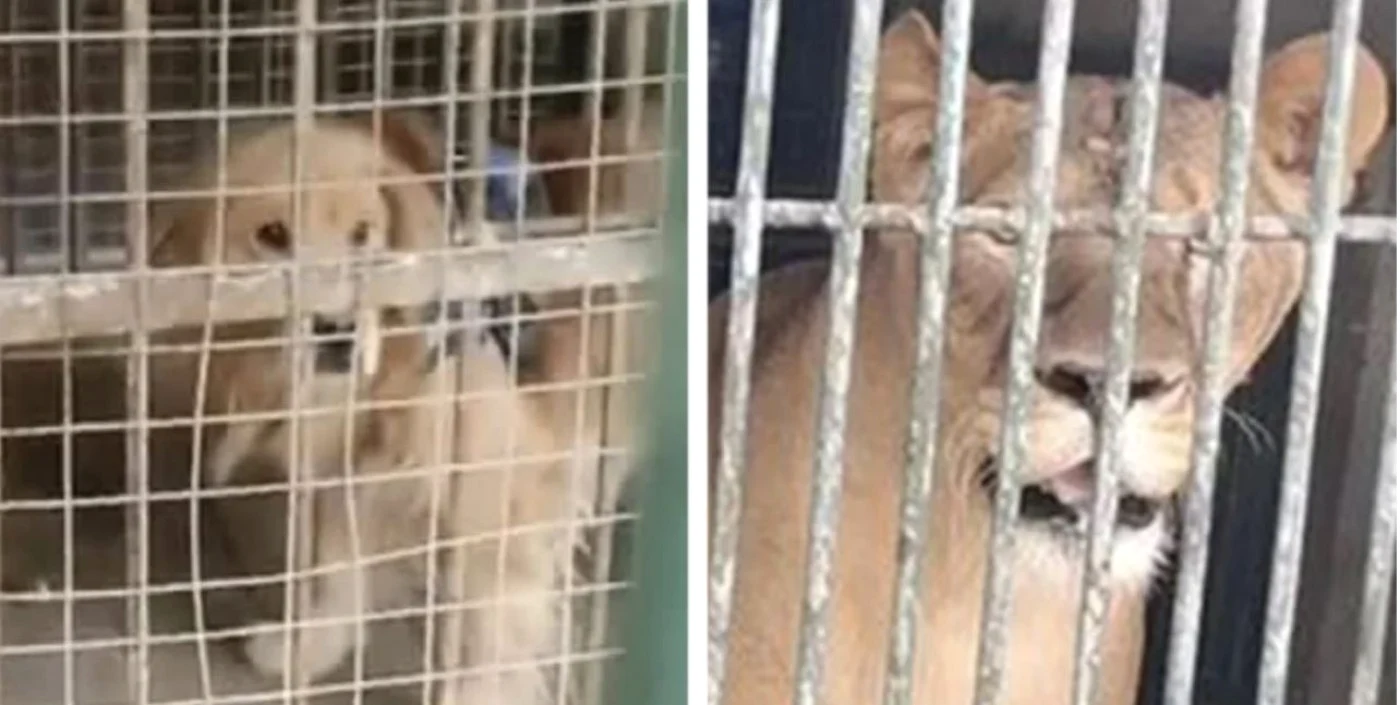 Panoul care anunţa că în spaţiul respectiv trebuia să fie un leu Foto: scmp.com
