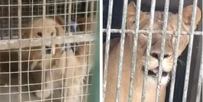 Panoul care anunţa că în spaţiul respectiv trebuia să fie un leu Foto: scmp.com