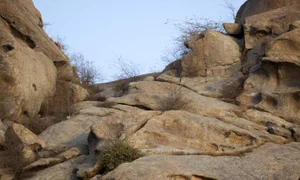 leopard 1 jpeg