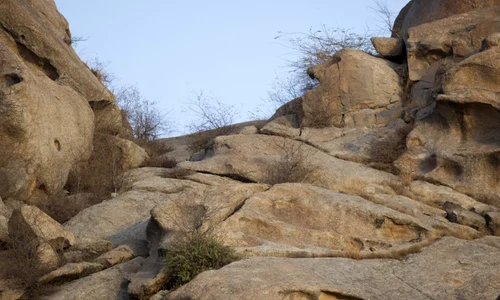 leopard 1 jpeg