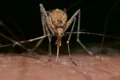 insects 820484 1280 jpg