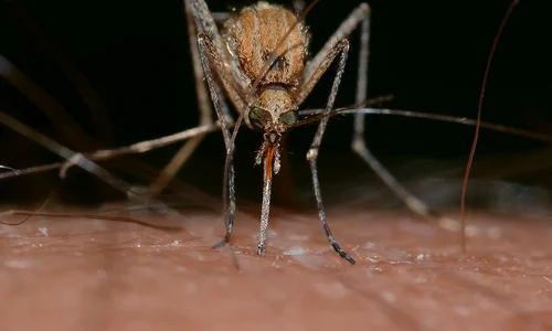 insects 820484 1280 jpg