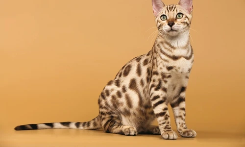 1 59638 original jpg jpeg