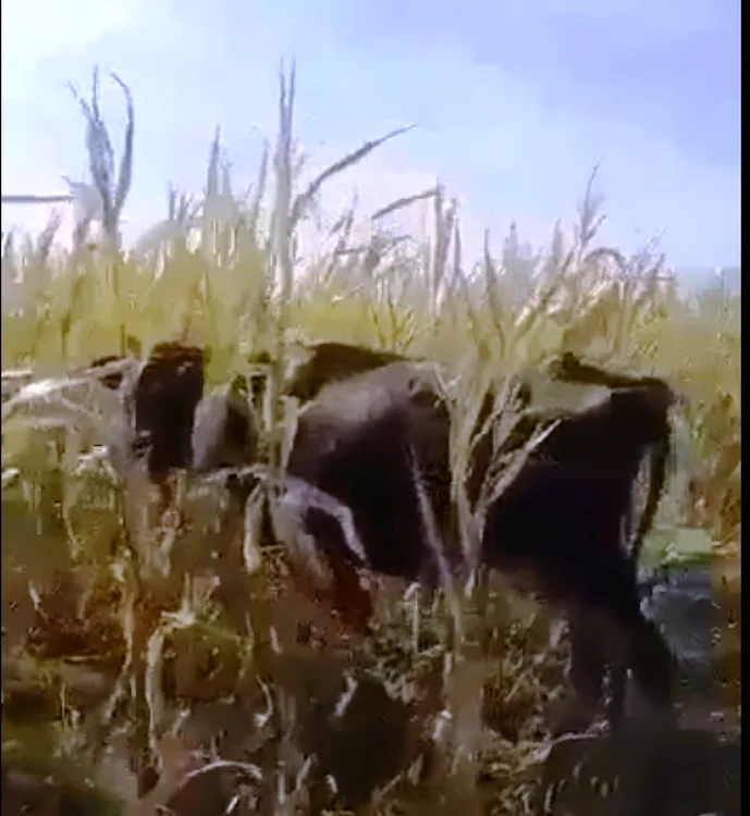 FOTO captură video