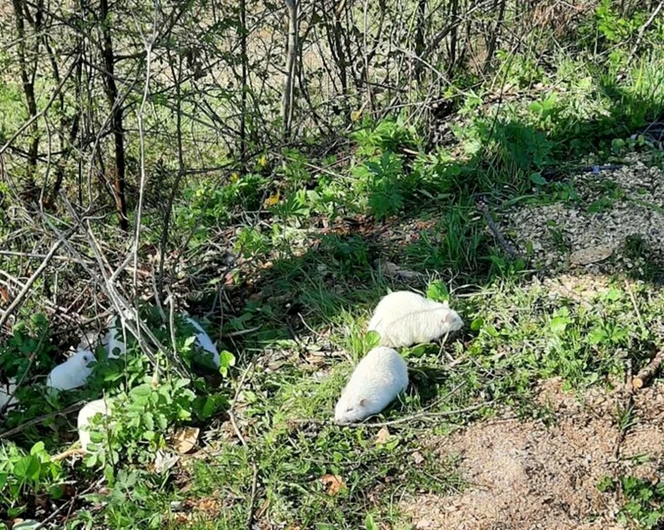 Șoarecii nu pot supraviețui în sălbăticie / foto: ziaruldeiasi.ro