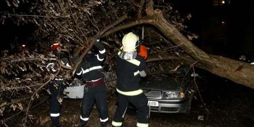 interventie isu copaci cazuti