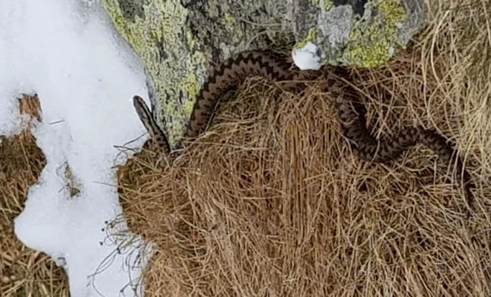 Viperele nu vor mai fi decât câteva zile uşor de observat. Foto: Ion Sănduloiu