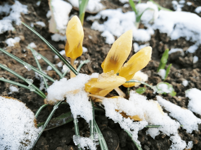 Vremea la început de primăvară: unde mai ninge