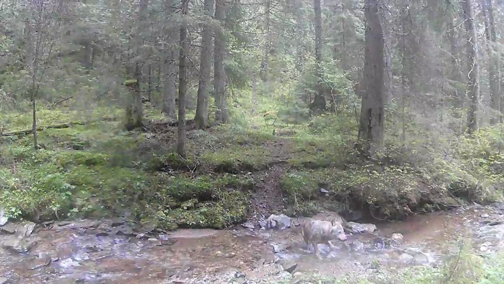 Imagini inedite cu un lup care se răcorește pe caniculă, într-un râu de munte din Munții Apuseni VIDEO