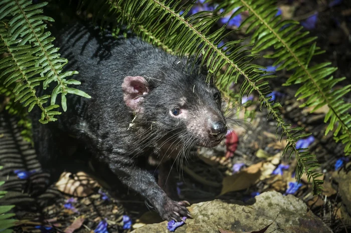 Diavol tasmanian FOTO EPA-EFE