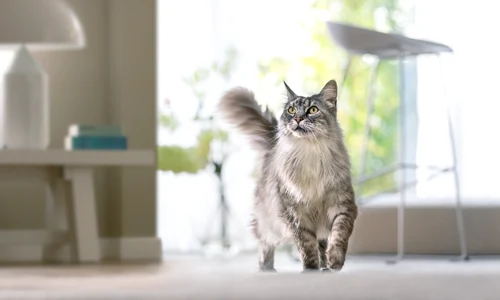 hrana uscata pisici Purina jpg