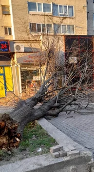Copac prabusit pitesti