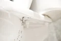 Insecte in baie  jpg