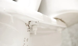 Insecte in baie  jpg