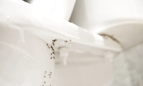 Insecte in baie  jpg