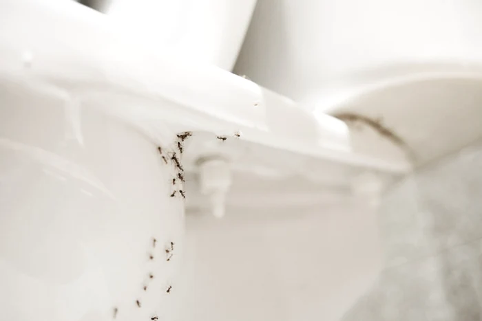 Folia de aluminiu ajută la eliminarea insectelor din casă 