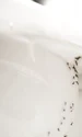 Insecte in baie  jpg