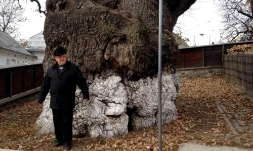 Legenda celui mai bătrân stejar din sud estul Europei, plantat după marea invazie tătară, la umbra căruia s a odihnit Ştefan cel Mare jpeg