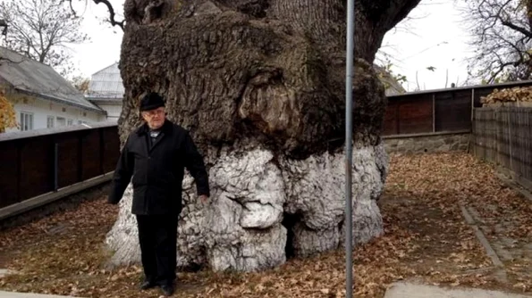 Legenda celui mai bătrân stejar din sud estul Europei, plantat după marea invazie tătară, la umbra căruia s a odihnit Ştefan cel Mare jpeg